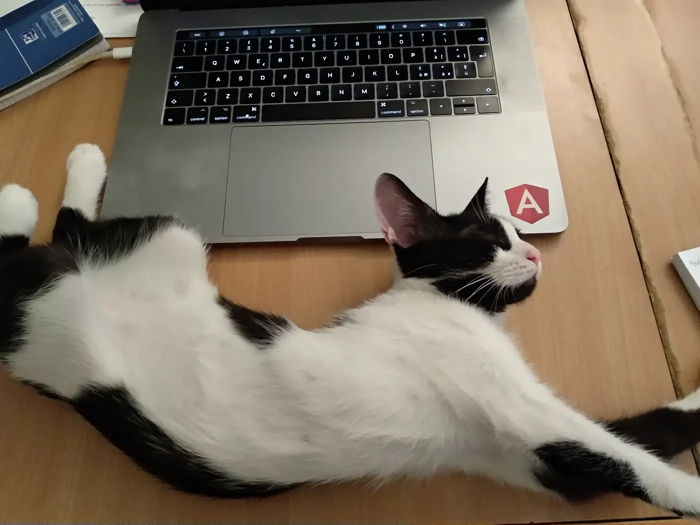 Arwen, my cat, sprawled out in front of the PC preventing me from working