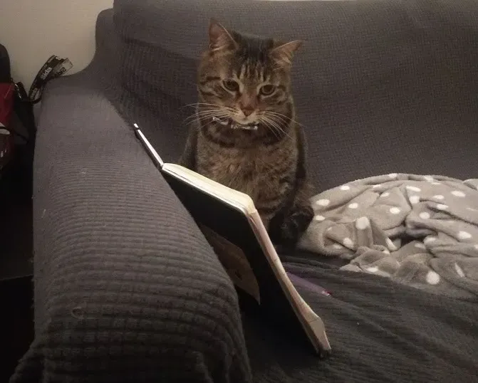 Jack, my cat, curiously looking at the pages of an open book.