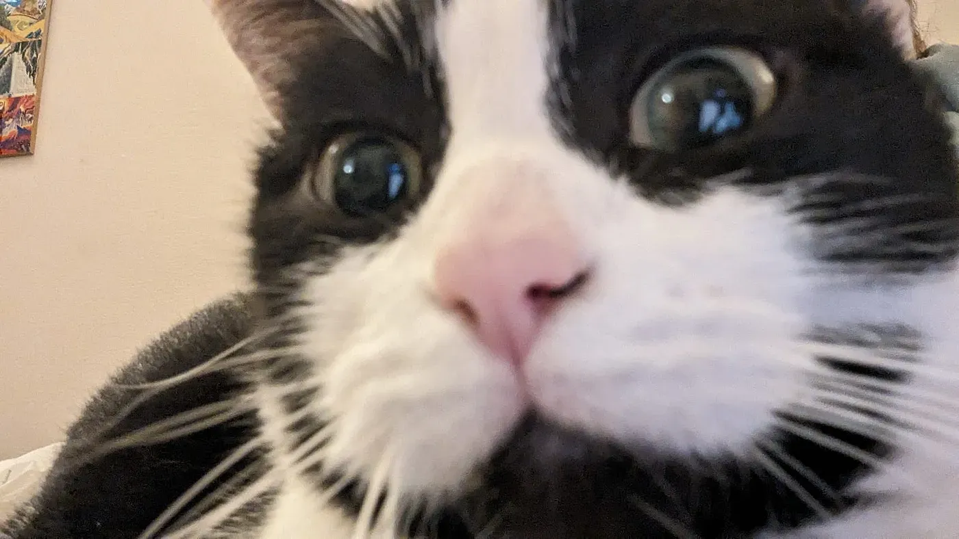 Close-up of Arwen, my black-and-white cat, curiously approaching the phone with her pink nose in focus and wide-open eyes, captured during the photo.